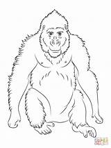 Gorilla Colorare Disegno Ape Ausmalbild Orangutan Ausmalbilder Goku sketch template