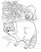 Coloring Raccoon Pages Printable Kids sketch template