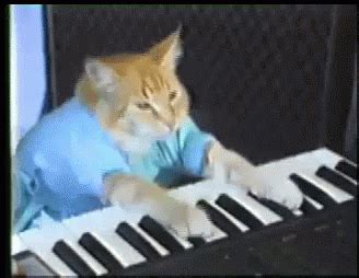 cat keyboard gif cat keyboard discover share gifs