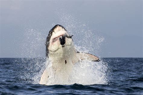 Pictured Great White Shark Launches Itself Into The Air And Bites Into