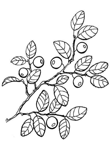 berries coloring pages    print