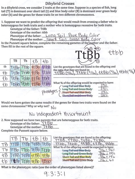 worksheet dihybrid crosses answer key