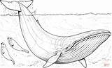 Colorare Disegni Balenottera Azzurra Cucciolo Whales Seals sketch template