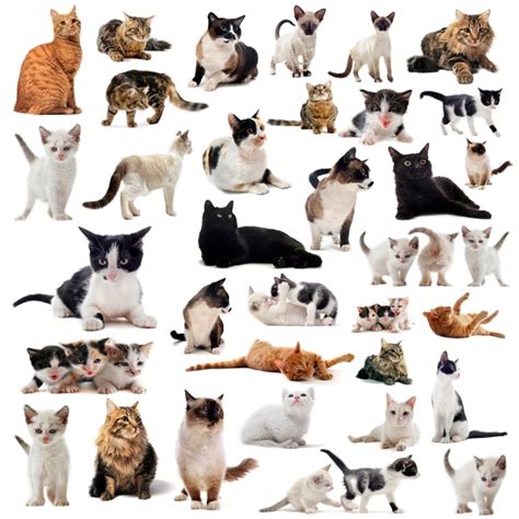 types  domestic cats types