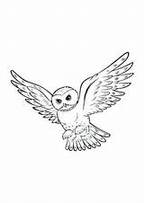 Potter Harry Hedwig Owl Kleurplaat Uil Uilen Coloring Drawing Pages Tattoos Tekeningen Owls Hogwarts Drawings Colouring Downloaden Uploaded User Ideeën sketch template