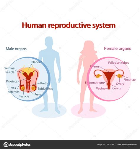 Human Reproductive System Anatomical Genitals Of Man And Woman Design