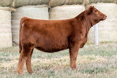 cdinf honor guard  select sires beef