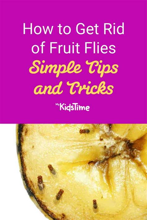 rid  fruit flies simple tips  tricks