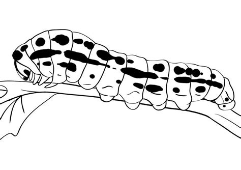 printable caterpillar coloring pages  kids