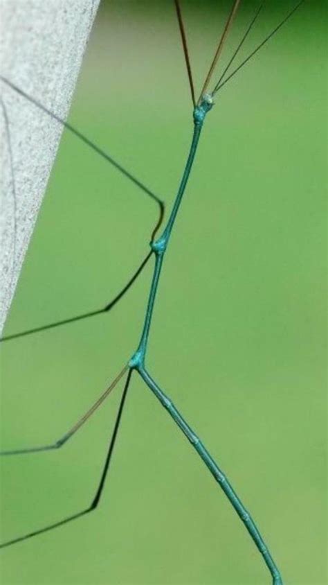 Electric Blue Stick Insect Small Nymphs X10 Mixed Sex