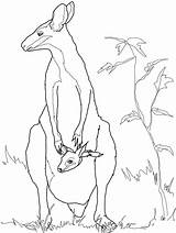 Animal Wallaby Australian Coloring Template Kangaroo Pages Templates Rock Animals Drawing Outline Colouring Baby Drawings Printable Kids Crafts Mother Shapes sketch template