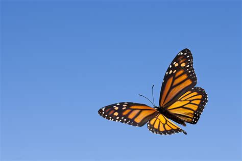 monarch butterflies dont migrate