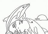 Dolphins Coloring Dolphin sketch template