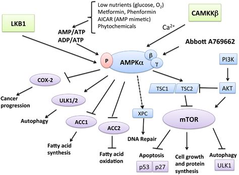 frontiers targeting  amp activated protein kinase  cancer prevention  therapy oncology
