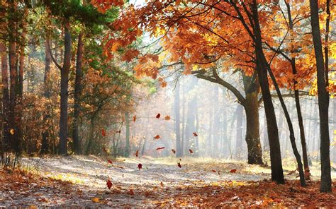herfstbladeren vallen van boom mooie leuke achtergronden voor je
