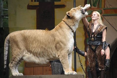 Liger Named Hercules At 900lbs He S Has The World Record