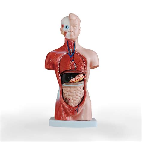 26cm Human Torso Model Structure Model Of Visceral Organs Internal