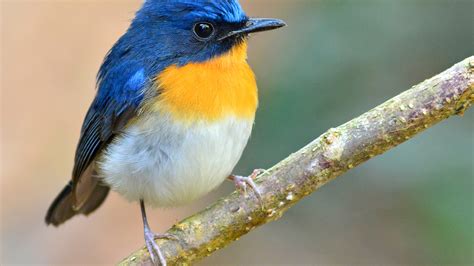 blue white yellow bird  tree branch  blur background hd birds