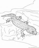 Coloring Pages Gecko Lizard Lizards Popular Coloringhome sketch template