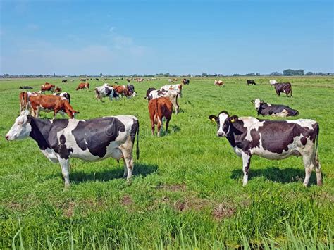 koeien  de weide  het platteland van nederland stock afbeelding image  zoogdier