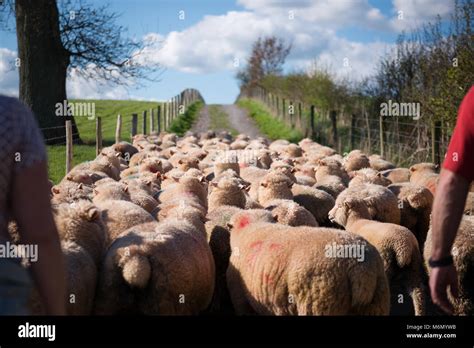 sheep herding  res stock photography  images alamy
