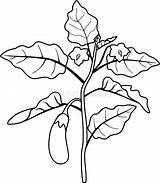 Eggplant Frucht Farbtonseite Aubergine Farbton Blättern sketch template