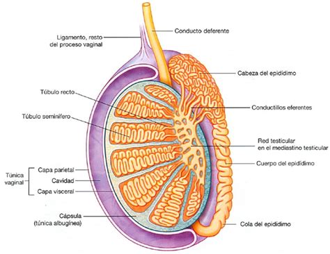 embriología enmh práctica 4 anatomía del testículo