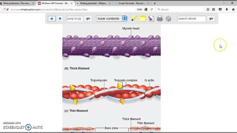 ch  muscle tissue  youtube