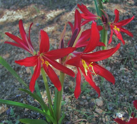 oxblood lilies rhodophiala bifida  great bulb choice  desert gardens jan emming