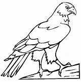 Falcon Coloring Pages Bird Peregrine Color Drawing Getcolorings Netart Birds sketch template