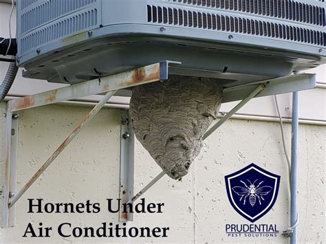 hornet nest air conditioner prudential pest solutions