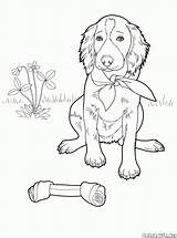 Coloring Pages Dogs Setter Dog sketch template