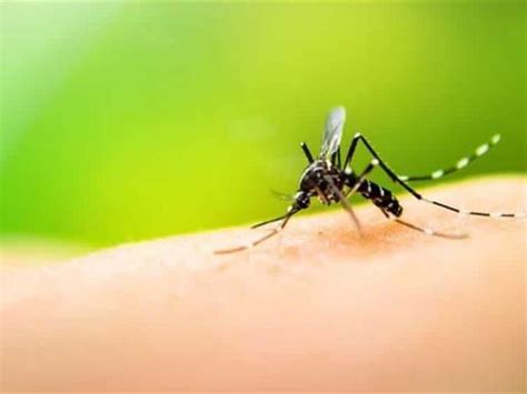 ¡alerta aumento en casos de dengue en tabasco