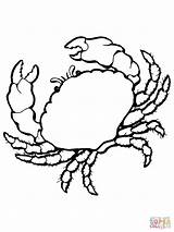 Coloring Crab Pages Sea Printable sketch template