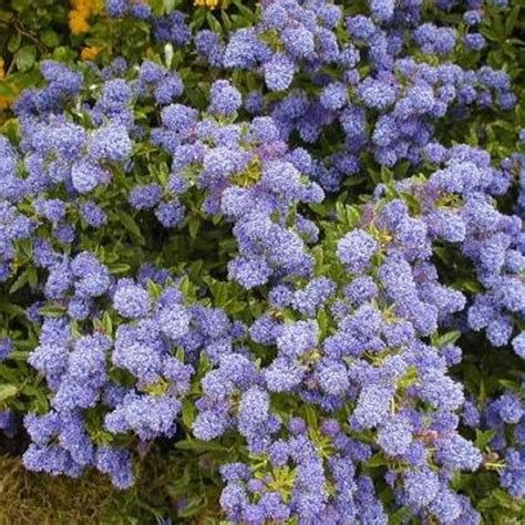 3 X Ceanothus Autumnal Blue Evergreen Shrub Hardy Garden