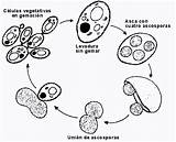 Levadura Ciclo Reproducción Celulas Reproduccion Levaduras Cerveza Biologico Reproducen Célula sketch template