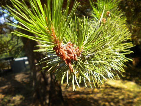 prickly pine james cachelin flickr