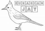 Jay Coloring Pages Coloringway sketch template