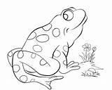 Coloring Bullfrog Getcolorings Frog sketch template