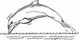 Dolphin Delfin Delfines Ausmalbild Coloring4free Fische Hewan Laut Bpng Delphin Malvorlage Pdf 2555 sketch template
