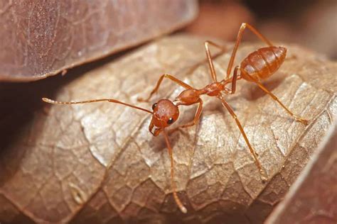 ants bite humans lets find  school  bugs
