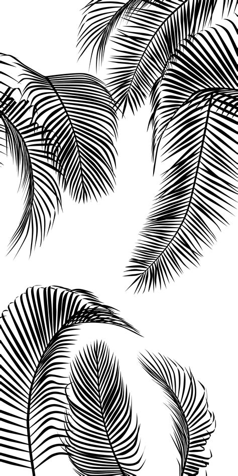 black  white images  palm leaves   white background