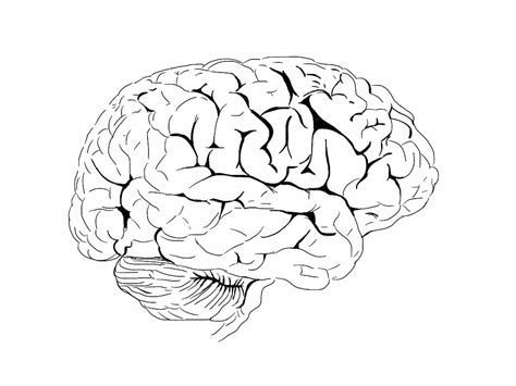 brain coloring page brain parts coloring pages   kids