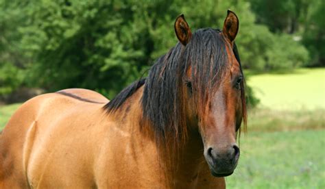 dun horse color description pictures  genetics helpful horse hints