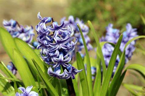 grow hyacinth growing  caring  hyacinth bulbs