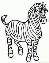Cebra Zebra Selva Cebras Crin Pintar Coloreamania Salvajes Siluetas sketch template