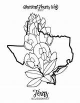 Bluebonnet Flower Coloring Drawing Texas Bluebonnets Pages Mockingbird Getdrawings Paintingvalley Getcolorings Printable Introducing sketch template