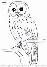 Tawny Owls Eule Sketch Eulen Waldkauz Malvorlage Herbstdeko Blaumeise Naturmaterialien Zeichnung Vögel Boceto sketch template