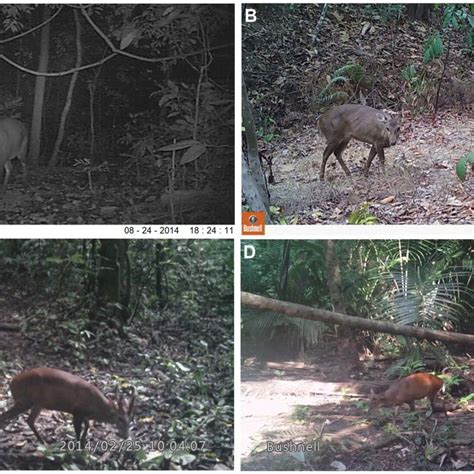 pattern of seasonal activity of a bawean deer and b red muntjac and