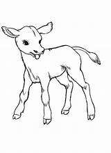 Cow Baby Coloring Pages Drawing Cows Realistic Kids Color Easy Colour Animal Sketches Born Just Clipart Kidsplaycolor Sketch Cute Cliparts sketch template